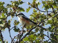 Masked Shrike - Lanius nubicus