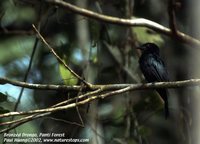 Bronzed Drongo - Dicrurus aeneus