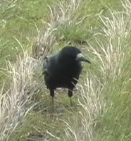 Rook - Corvus frugilegus