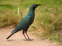 Greater Blue-eared Glossy-Starling - Lamprotornis chalybaeus