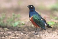 Superb Starling - Lamprotornis superbus