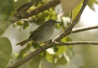 Green-tailed Warbler - Microligea palustris