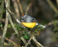 Slate-throated Redstart - Myioborus miniatus