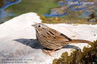 Lincoln's Sparrow - Melospiza lincolnii