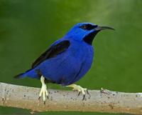 * Yellow Legged Honeycreeper