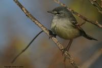 *NEW* White-crested Tyrannulet ('subcristata'?)