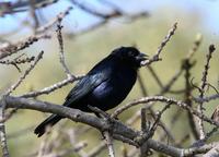 Shiny Cowbird: male