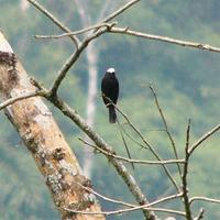 Long-tailed Tyrant