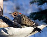 Yellow-shafted Northern Flicker.