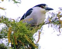 Nycticorax nycticorax