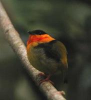 Orange collared Manakin