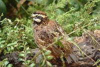 Bobwhite Quail