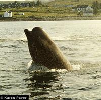 Northern Bottlenose Whale - Hyperoodon ampullatus