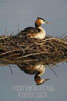 Great Crested Grebe ( Podiceps cristatus ) with reflection , sitting on its clutch stock photo