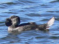 Musk Duck male