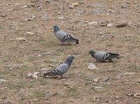 Hill pigeons Columba rupestris