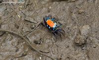 crab