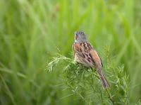 Grey-headed Bunting Emberiza fucata 붉은뺨멧새