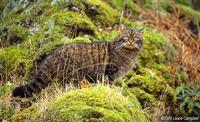 Scottish wildcat by Laurie Campbell