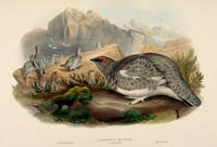 Wolf and Richter after Gould Ptarmigan: Autumn plumage (Lagopus mutus)