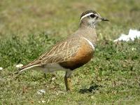 Pluvier guignard (Charadrius morinellus)