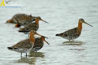 Fig. 15. Black-tailed Godwit : 흑꼬리도요