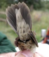 Grasshopper Warbler (Locustella naevia)