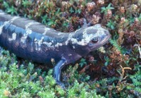 : Ambystoma opacum; Marbled Salamander