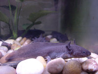 : Ambystoma mexicanum; Axolotl