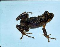 : Batrachyla leptopus; Gray Wood Frog