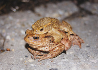 : Bufo bufo; Common Toad