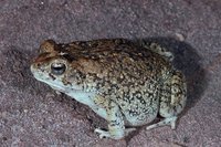 : Bufo gutturalis; Guttural Toad