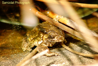 : Bufo melanostictus; Gold Toad, Asian Toad;
