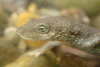 : Calotriton asper; Pyrenean Brook Salamander