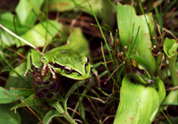 : Hyla plicata; Rana Arbor