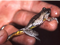 : Litoria peronii; Peron's Treefrog