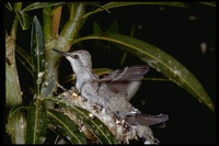 : Archilochus alexandri; Black-chinned Hummingbird