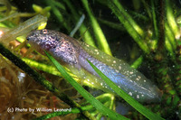 : Rana luteiventris; Columbia Spotted Frog