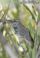 : Campylorhynchus brunneicapillus; Cactus Wren