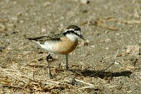 : Charadrius pecuarius; Kittlitz's Plover