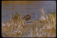 : Limnodromus scolopaceus; Long-billed Dowitcher