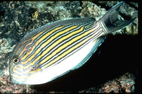 : Acanthurus lineatus; Lined Surgeonfish