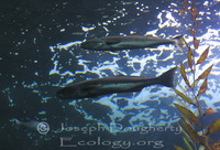 : Atractoscion nobilis; Kelp Bass