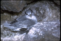 : Phaethon aethereus; Tropicbird