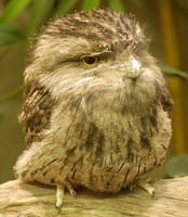 : Podargus strigoides; Tawny Frogmouth