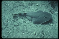 : Torpedo marmorata; Spotted Torpedo