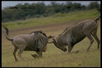 : Connochaetes taurinus; Common Wildebeest