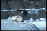 : Hydrurga leptonyx; Leopard Seal