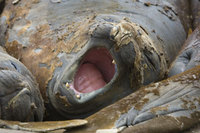 : Mirounga leonina; Southern Elephant Seal