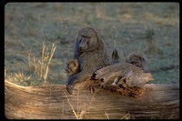 : Papio cynocephalus ssp. anubis; Olive Baboon